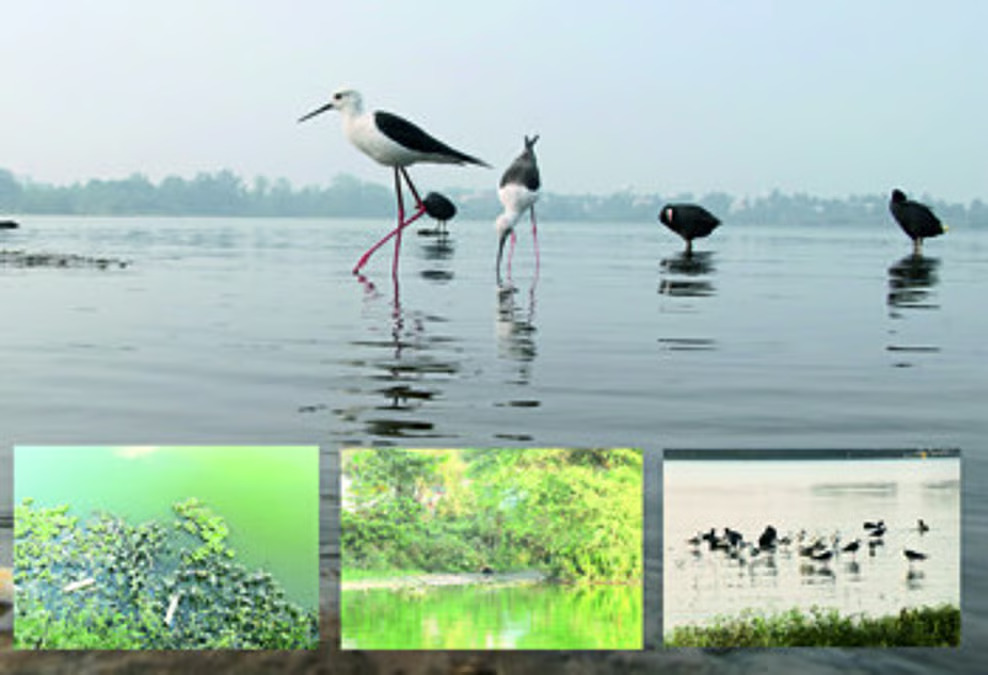 Rankala Lake again infested with waterfowl